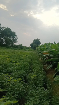 12 Acre Agricultural/Farm Land for Sale in Sanawad, Khargone