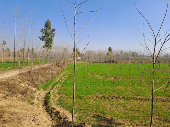 25 Acre Agricultural/Farm Land for Sale in Ratia, Fatehabad