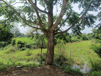 Commercial Lands /Inst. Land for Sale in Panagar, Jabalpur (8600 Sq.ft.)