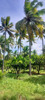 Agricultural/Farm Land for Sale in Tenkasi, Tirunelveli (84 Acre)