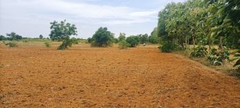 Agricultural/Farm Land for Sale in Nanguneri, Tirunelveli (17 Acre)