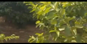 2.30 Acre Agricultural/Farm Land for Sale in Vandavasi, Tiruvannamalai
