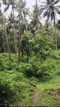 Agricultural/Farm Land for Sale in Tenkasi, Tirunelveli (60 Acre)