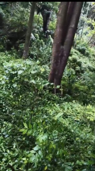 8 Acre Agricultural/Farm Land for Sale in Munnar, Idukki