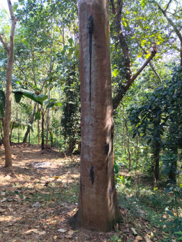 Agricultural/Farm Land for Sale in Manimutharu, Tirunelveli (50 Acre)