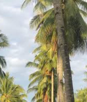 Agricultural/Farm Land for Sale in Kadayanallur, Tirunelveli (35 Acre)