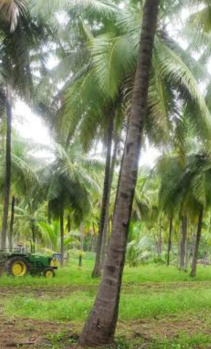 Agricultural/Farm Land for Sale in Vembakottai, Virudhunagar (211 Acre)
