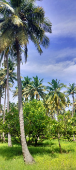 Agricultural/Farm Land for Sale in Thondamuthur, Coimbatore (4.30 Acre)