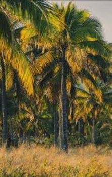 8 Acre Agricultural/Farm Land for Sale in Dharapuram, Tirupur