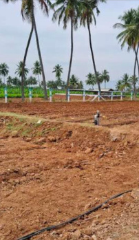 300 Acre Agricultural/Farm Land for Sale in Sambavarvadakarai, Tirunelveli