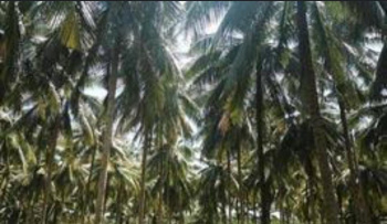 Agricultural/Farm Land for Sale in Kovilapalayam, Coimbatore (9 Acre)