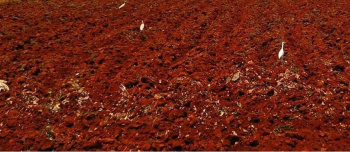 4.5 Acre Agricultural/Farm Land for Sale in Tenkasi, Tirunelveli