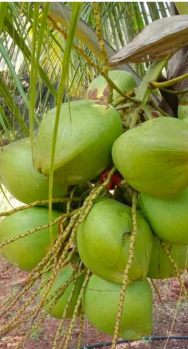 3.75 Acre Agricultural/Farm Land for Sale in Pollachi, Coimbatore