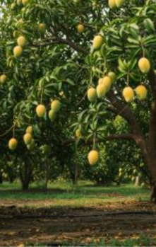 5.5 Acre Agricultural/Farm Land for Sale in Pollachi, Coimbatore