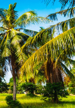 Agricultural/Farm Land for Sale in Thondamuthur, Coimbatore (2.60 Acre)