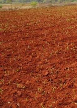 200 Acre Agricultural/Farm Land for Sale in Perumalpuram, Tirunelveli