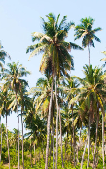 500 Acre Agricultural/Farm Land for Sale in Sankarnagar, Tirunelveli