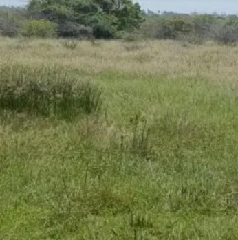 Commercial Lands /Inst. Land for Sale in Thiruparankundram, Madurai (46 Cent)