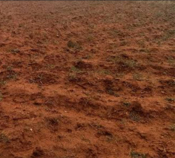 Agricultural/Farm Land for Sale in Thondamuthur, Coimbatore (2.38 Acre)