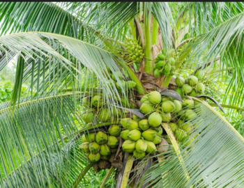 Agricultural/Farm Land for Sale in Sivagiri, Tirunelveli (4 Acre)