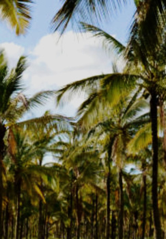 15 Acre Agricultural/Farm Land for Sale in Udayampalayam, Coimbatore