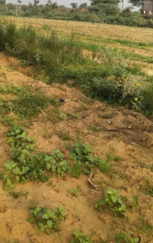 04 Acre Agricultural/Farm Land for Sale in Thanthoni, Karur