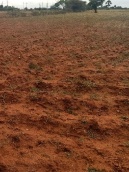 Agricultural/Farm Land for Sale in Seithur, Virudhunagar (180 Acre)