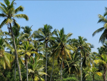 Agricultural/Farm Land for Sale in Sivagiri, Tirunelveli (10 Acre)