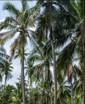 Agricultural/Farm Land for Sale in Sivagiri, Tirunelveli (8 Acre)