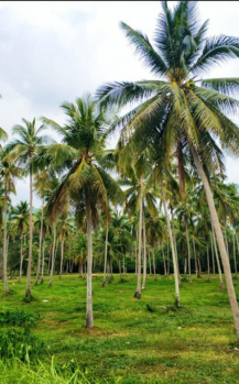 Agricultural/Farm Land for Sale in Karungulam, Tirunelveli (800 Acre)