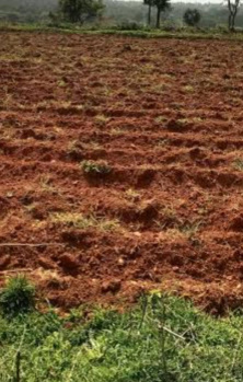 Agricultural/Farm Land for Sale in Veeravanallur, Tirunelveli (32 Acre)