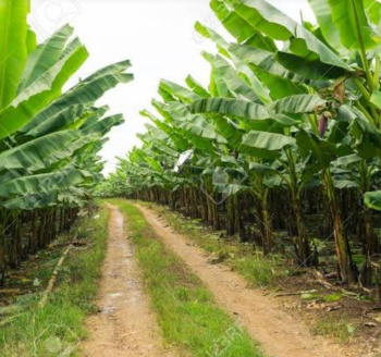 200 Acre Agricultural/Farm Land for Sale in Sivagiri, Tirunelveli