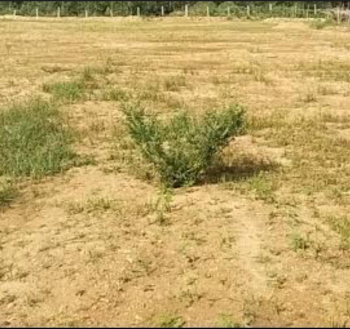 Residential Plot for Sale in KTC Nagar, Tirunelveli (6 Acre)