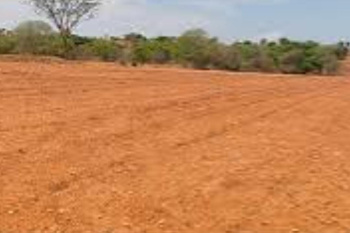 Agricultural/Farm Land for Sale in Vagaikulam, Thoothukudi (200 Acre)