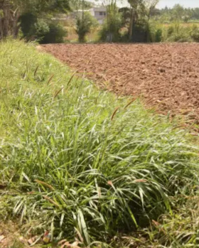 Agricultural/Farm Land for Sale in Ayyankottai, Madurai (2.5 Acre)