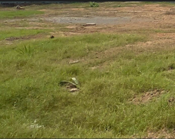 Residential Plot for Sale in Muttukadu, Chennai (10200 Sq.ft.)