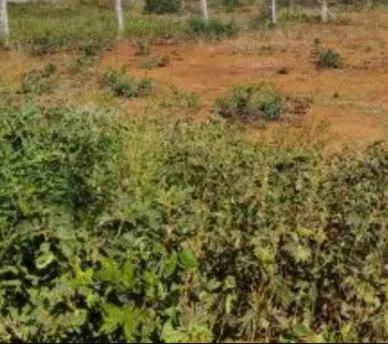 Residential Plot for Sale in West Mambalam, Chennai (2400 Sq.ft.)