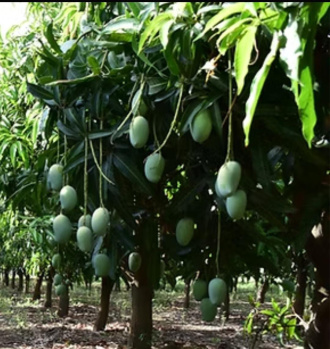 Agricultural/Farm Land for Sale in Tenkasi, Tirunelveli (140 Acre)