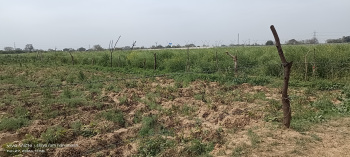 2 Bigha Agricultural/Farm Land for Sale in Fatehabad Road Fatehabad Road, Agra