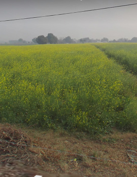 2 Bigha Agricultural/Farm Land for Sale in Baroli Ahir, Agra