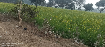 3 Bigha Agricultural/Farm Land for Sale in Kaharai, Agra