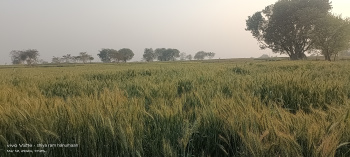 1 Bigha Agricultural/Farm Land for Sale in Kaharai, Agra