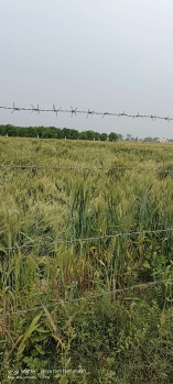 Agricultural/Farm Land for Sale in Sultanpura, Agra (2 Bigha)