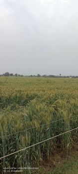 4 Bigha Agricultural/Farm Land for Sale in Gwalior Road, Agra