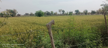 2 Bigha Agricultural/Farm Land for Sale in Fatehabad Road, Agra