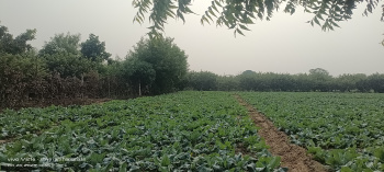 2 Bigha Residential Plot for Sale in Fatehabad Road, Agra