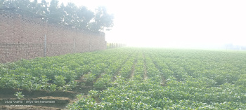 Residential Plot for Sale in Fatehabad Road, Agra (3 Bigha)