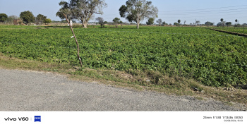 5 Bigha Residential Plot for Sale in Etmadpur, Agra