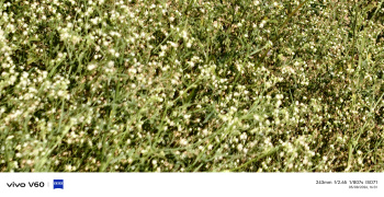 Agricultural/Farm Land for Sale in Fatehabad Road, Agra (3 Bigha)
