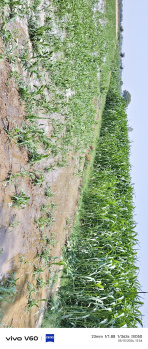 Agricultural/Farm Land for Sale in Etmadpur, Agra (4 Bigha)